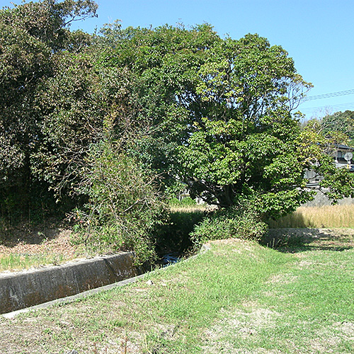 ハンモックの木