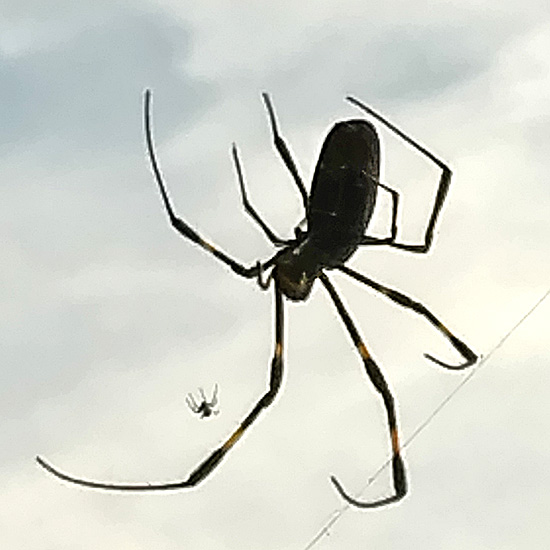 墓の上の蜘蛛2