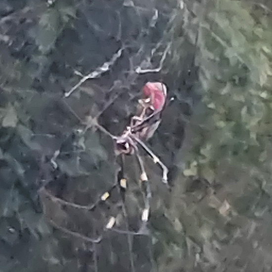 墓の後ろの蜘蛛