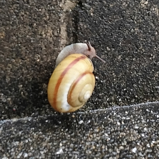 カタツムリ床に這い